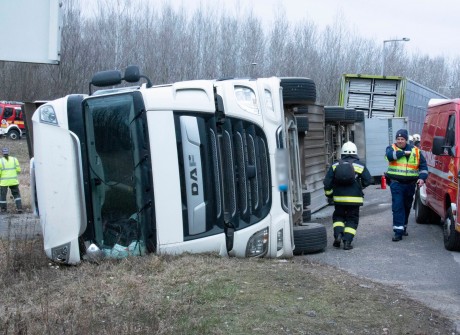 Sertéseket szállító nyerges vontató borult fel az Új Csóri úti körforgalomnál